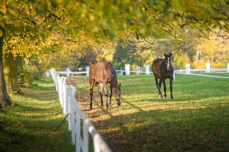 2A Brabham  Way, Langwarrin